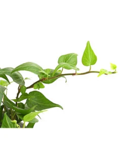 Efeu - Hedera Helix, Grünlaubig 8 Efeu - Hedera Helix, Grünlaubig -Haus Pflanzen Welt 8224248 WE DE 001 EfeuGruenT9DehnerExpressHerzig