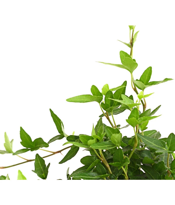 Efeu - Hedera Helix, Grünlaubig 4 Efeu - Hedera Helix, Grünlaubig – Bild 2