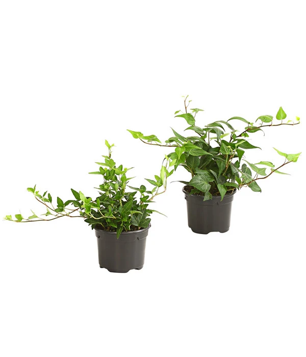 Efeu - Hedera Helix, Grünlaubig 3 Efeu - Hedera Helix, Grünlaubig