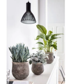 Kolbenfaden - Aglaonema Commutatum 'Silverbay' -Haus Pflanzen Welt 8224321 PR MO 001 GrauePflanzen SenecioMountEverest 8260697 KalanchoeHildebrandtii 8201071 AglaonemaSilverBay HungerundSimmeth