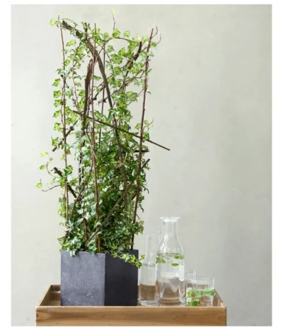 Efeu - Hedera Helix, Weiß/bunt 11 Efeu - Hedera Helix, Weiß/bunt -Haus Pflanzen Welt 8224370 8224388 MO EfeuWeissBuntFloradania