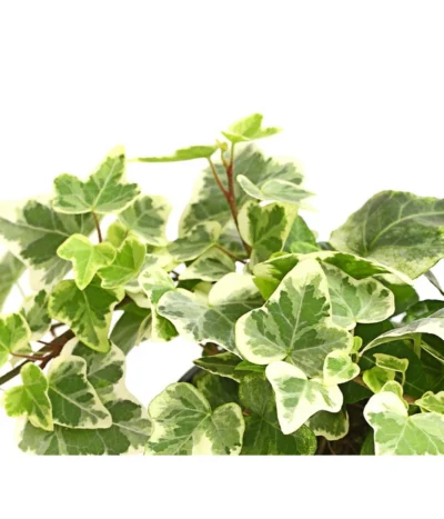 Efeu - Hedera Helix, Weiß/bunt 8 Efeu - Hedera Helix, Weiß/bunt -Haus Pflanzen Welt 8224370 WE DE 001 EfeuWeissT9DehnerExpressHerzig