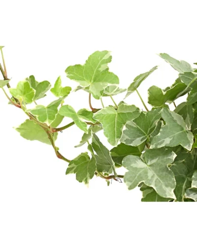 Efeu - Hedera Helix, Weiß/bunt 9 Efeu - Hedera Helix, Weiß/bunt -Haus Pflanzen Welt 8224370 WE DE 002 EfeuWeissT9DehnerExpressHerzig