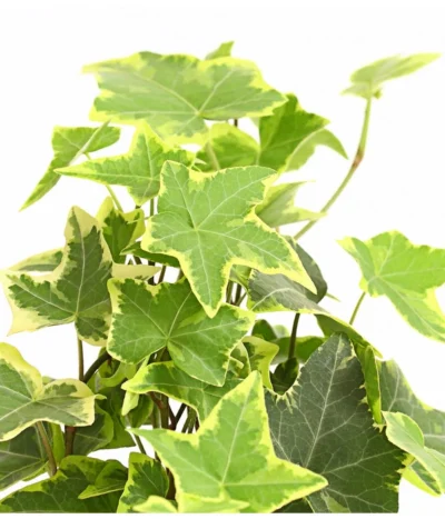 Efeu - Hedera Helix, Weiß/bunt 10 Efeu - Hedera Helix, Weiß/bunt -Haus Pflanzen Welt 8224370 WE DE 003 EfeuWeissT9DehnerExpressHerzig