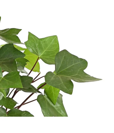 Efeu - Hedera Helix 'Mont Gommery' -Haus Pflanzen Welt 8224404 PR de 001 EfeuHederaHelixMontGommeryT13DehnerExpressHerzig
