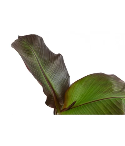 Rote Zierbanane 'Maurelii' -Haus Pflanzen Welt 8224982 WE DE 001 EnseteVentricosumMaurelliT14