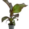 Rote Zierbanane 'Maurelii' -Haus Pflanzen Welt 8224982 WE FS 002 EnseteVentricosumMaurelliT14