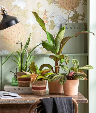 Rote Zierbanane 'Maurelii' -Haus Pflanzen Welt 8224982 WE MO 001 EnsereMaurelli