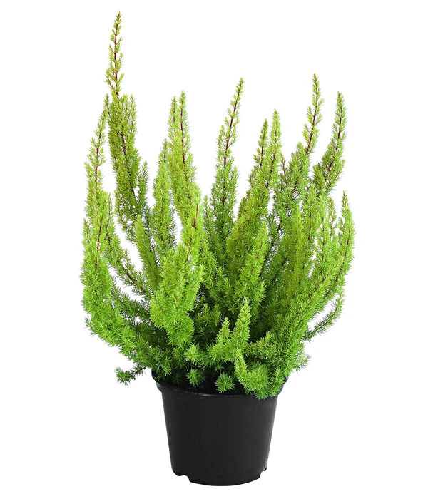 Beet- & Balkonset Heidenzauber, 6-teilig 4 Beet- & Balkonset Heidenzauber, 6-teilig – Bild 2