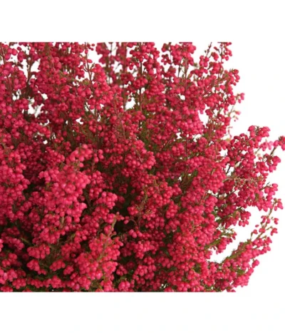 Beet- & Balkonset Heidenzauber, 6-teilig -Haus Pflanzen Welt 8225542 WE DE 001 EricaGracilisRotErikaT12DehnerExpressHerzigOW