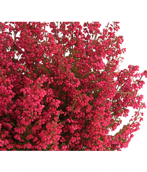 Beet- & Balkonset Heidenzauber, 6-teilig 8 Beet- & Balkonset Heidenzauber, 6-teilig – Bild 6