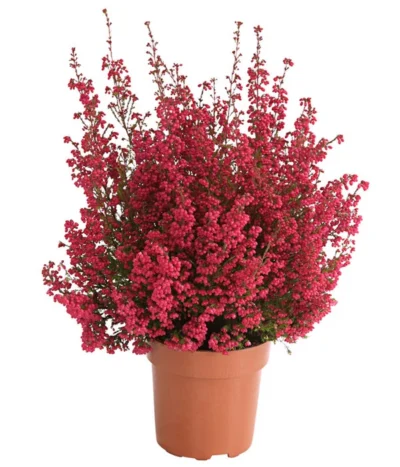 Beet- & Balkonset Heidenzauber, 6-teilig -Haus Pflanzen Welt 8225542 WE FS 001 EricaGracilisRotErikaT12OWDehnerHerzig