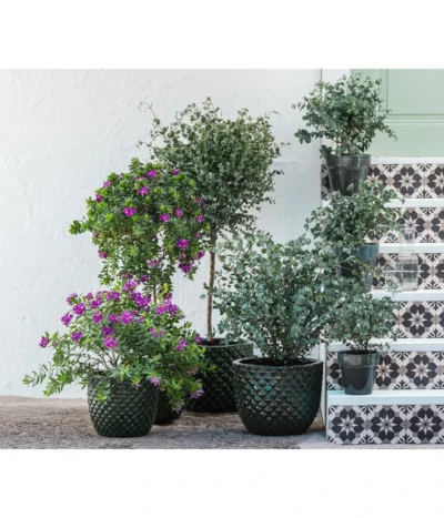 Kreuzblume, Stämmchen -Haus Pflanzen Welt 8225948 8591000 8591125 6705461 WE MO 001 PolygalaEucalyptus 1