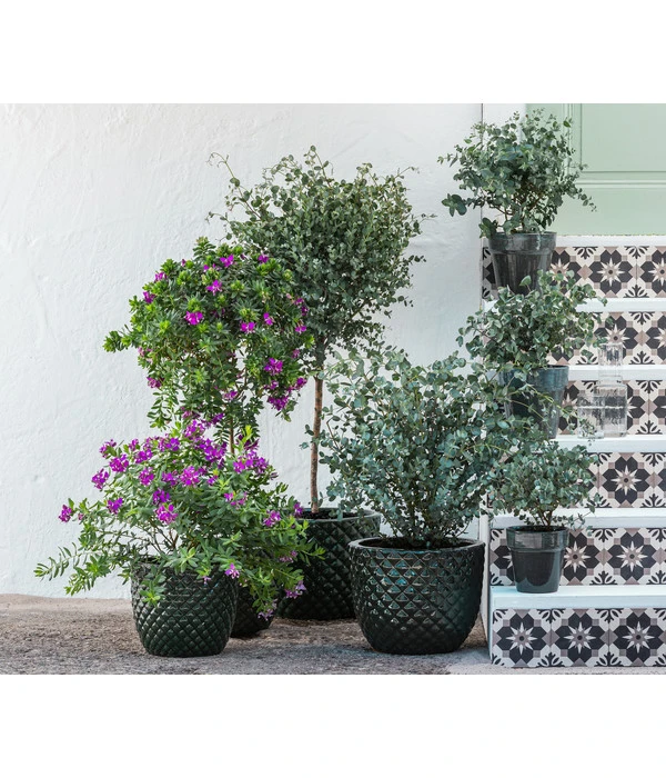 Kreuzblume, Stämmchen 4 Kreuzblume, Stämmchen – Bild 2