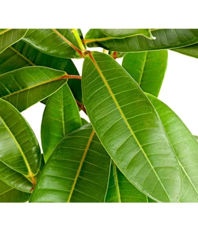 Westindische Lorbeer-Feige - Ficus Americana Subsp.guianensis 'Tresor' -Haus Pflanzen Welt 8227167 PR DE 001 FicusTresorT17DehnerExpressHerzig