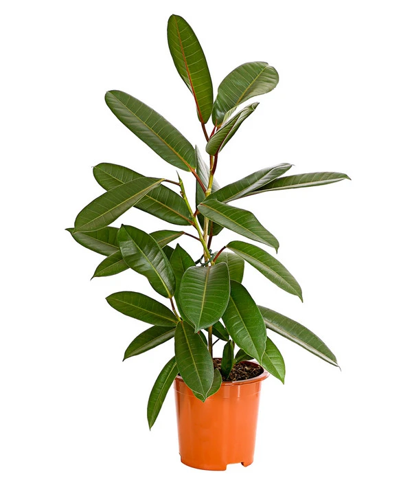 Westindische Lorbeer-Feige - Ficus Americana Subsp.guianensis 'Tresor' 3 Westindische Lorbeer-Feige - Ficus Americana Subsp.guianensis 'Tresor'