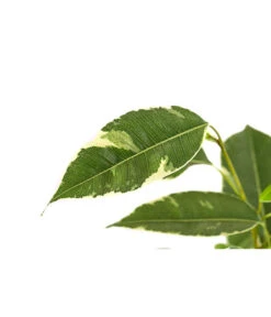 Birkenfeige - Ficus Benjamina 'Twilight' -Haus Pflanzen Welt 8227225 PR DE 001 FicusBenjaminiTwilightT17DehnerExpressHerzig