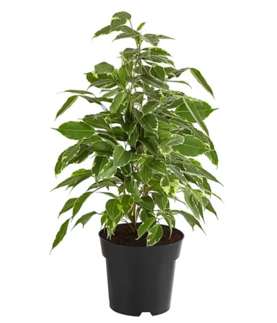 Birkenfeige - Ficus Benjamina 'Twilight'