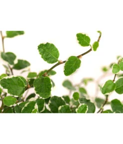 Kletterfeige - Ficus Pumila 'White Sunny' -Haus Pflanzen Welt 8227316 WE DE 001 FicusPumilaWhiteSunnyT12