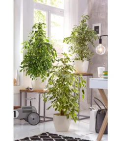Birkenfeige - Ficus Benjamina 'Reginald' 7 Birkenfeige - Ficus Benjamina 'Reginald' -Haus Pflanzen Welt 8227563 WE 002 FicusBenjaminaUveSauer