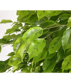 Birkenfeige - Ficus Benjamina 'Reginald' 6 Birkenfeige - Ficus Benjamina 'Reginald' -Haus Pflanzen Welt 8227563 WE DE 001 FicusBenjaminaReginaldT27DehnerExpressHerzig