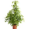 Birkenfeige - Ficus Benjamina 'Reginald' -Haus Pflanzen Welt 8227563 WE FS 001 FicusBenjaminaReginaldT27DehnerExpressHerzig