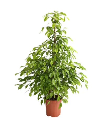 Birkenfeige - Ficus Benjamina 'Reginald'