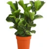 Geigenfeige - Ficus Lyrata 'Bambino', Dreitriebig 1 Geigenfeige - Ficus Lyrata 'Bambino', Dreitriebig -Haus Pflanzen Welt 8227589 PR FS 001 FicuslyrataBambino3TuffDehnerExpressHerzig