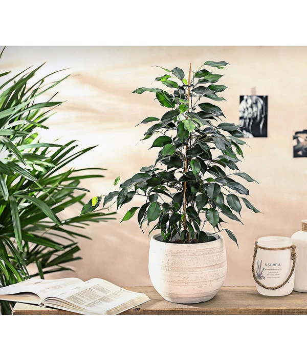 Birkenfeige - Ficus Benjamini 'Danielle' 4 Birkenfeige - Ficus Benjamini 'Danielle' – Bild 2