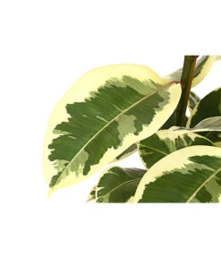 Gummibaum - Ficus Elastica, Verschiedene Sorten -Haus Pflanzen Welt 8228603 PR DE 001 FicusElastica3erTuffT27panaschiertDehnerExpressHerzig