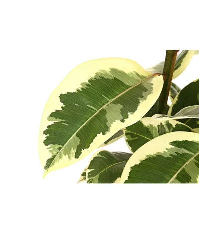 Gummibaum - Ficus Elastica, Verschiedene Sorten -Haus Pflanzen Welt 8228603 PR DE 001 FicusElastica3erTuffT27panaschiertDehnerExpressHerzig