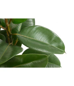 Gummibaum - Ficus Elastica, Verschiedene Sorten -Haus Pflanzen Welt 8228603 PR DE 002 FicusElastica3erTuffT27gruenDehnerExpressHerzig