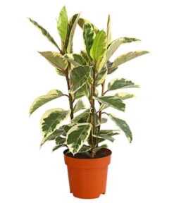 Gummibaum - Ficus Elastica, Verschiedene Sorten -Haus Pflanzen Welt 8228603 PR FS 001 FicusElastica3erTuffT27panaschiertDehnerExpressHerzig