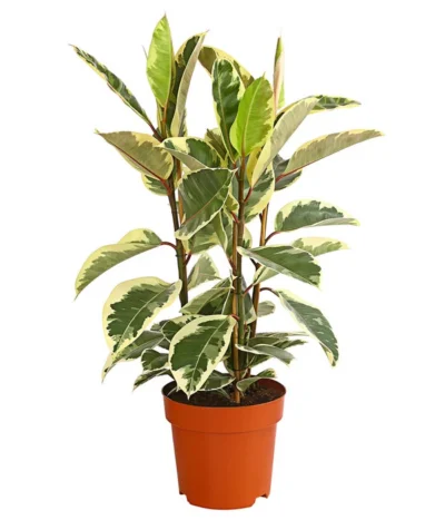 Gummibaum - Ficus Elastica, Verschiedene Sorten -Haus Pflanzen Welt 8228603 PR FS 001 FicusElastica3erTuffT27panaschiertDehnerExpressHerzig