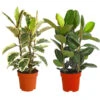 Gummibaum - Ficus Elastica, Verschiedene Sorten -Haus Pflanzen Welt 8228603 PR FS 001 FicusElasticaMix3erTuffT27