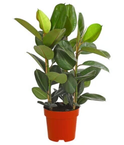 Gummibaum - Ficus Elastica, Verschiedene Sorten -Haus Pflanzen Welt 8228603 PR FS 002 FicusElastica3erTuffT27gruenDehnerExpressHerzig