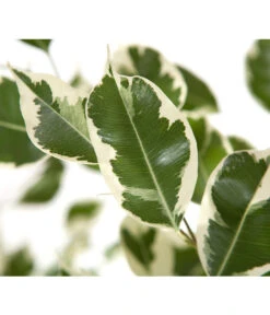 Birkenfeige - Ficus Benjamina 'Forever', Verschiedene Sorten -Haus Pflanzen Welt 8229106 BildD 002 BirkenfeigeFicusForeverMixFicusForeverMix120