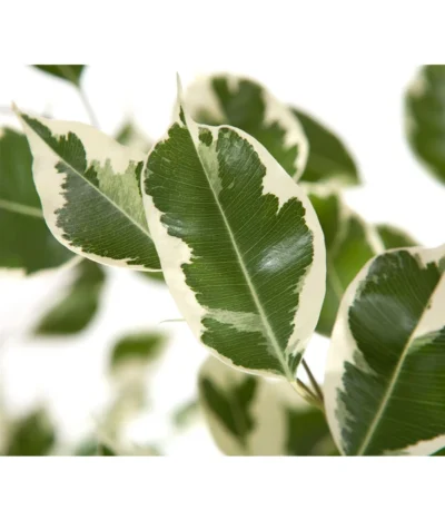 Birkenfeige - Ficus Benjamina 'Forever', Verschiedene Sorten -Haus Pflanzen Welt 8229106 BildD 002 BirkenfeigeFicusForeverMixFicusForeverMix120