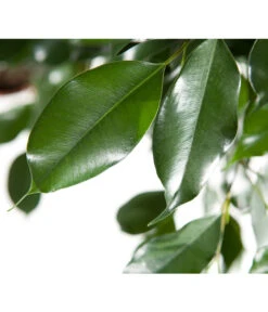 Birkenfeige - Ficus Benjamina 'Forever', Verschiedene Sorten -Haus Pflanzen Welt 8229106 BildD 003 BirkenfeigeFicusForeverMixFicusForeverMix120