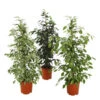 Birkenfeige - Ficus Benjamina 'Forever', Verschiedene Sorten -Haus Pflanzen Welt 8229106 WE FS 002 FicusForeverMix