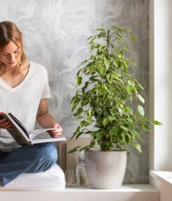 Birkenfeige - Ficus Benjamina 'Forever', Verschiedene Sorten -Haus Pflanzen Welt 8229106 WE MO 001 BirkenfeigeFicusForeverMixT21