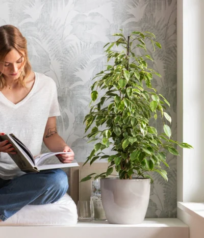 Birkenfeige - Ficus Benjamina 'Forever', Verschiedene Sorten -Haus Pflanzen Welt 8229106 WE MO 001 BirkenfeigeFicusForeverMixT21