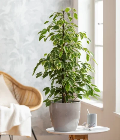Birkenfeige - Ficus Benjamina 'Forever', Verschiedene Sorten -Haus Pflanzen Welt 8229106 WE MO 001 FicusForeverMixT21
