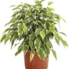 Birkenfeige - Ficus Benjamina 'Kinky' -Haus Pflanzen Welt 8229692 PR FS 001 GummibaumFicusKinkyNatasjaT12DehnerExpressHerzig