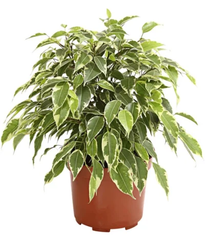 Birkenfeige - Ficus Benjamina 'Kinky'