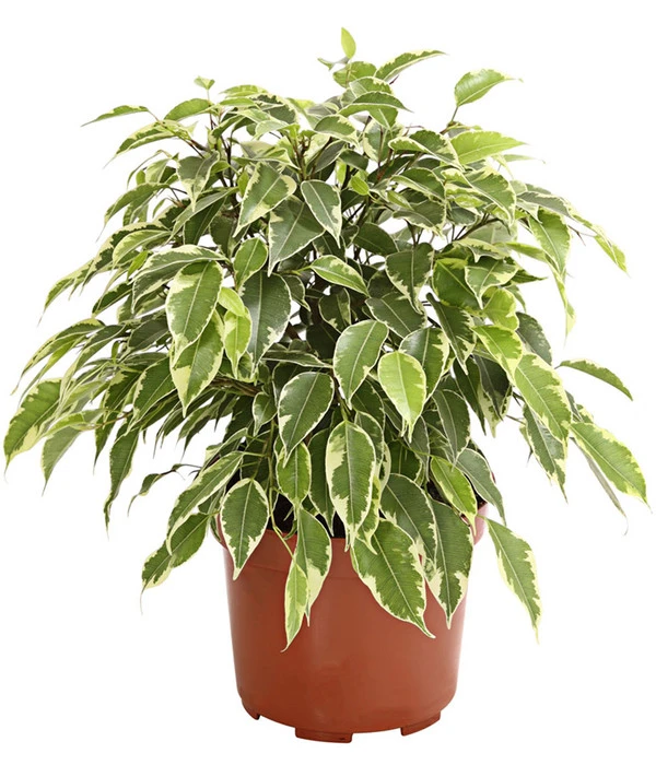 Birkenfeige - Ficus Benjamina 'Kinky' 3 Birkenfeige - Ficus Benjamina 'Kinky'