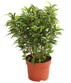 Birkenfeige - Ficus Benjamina 'Kinky' 8 Birkenfeige - Ficus Benjamina 'Kinky' -Haus Pflanzen Welt 8229692 PR FS 002 GummibaumFicusKinkyNatasjaT12DehnerExpressHerzig