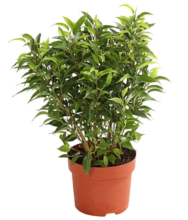 Birkenfeige - Ficus Benjamina 'Kinky' 4 Birkenfeige - Ficus Benjamina 'Kinky' – Bild 2