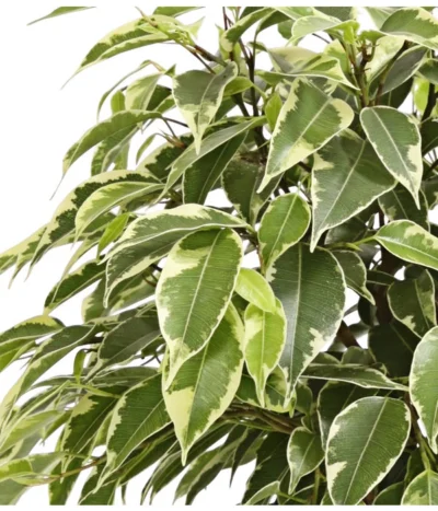 Birkenfeige - Ficus Benjamina 'Kinky' -Haus Pflanzen Welt 8229692 WE DE 001 GummibaumFicusKinkyNatasjaT12DehnerExpressHerzig