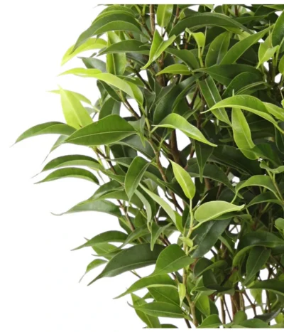 Birkenfeige - Ficus Benjamina 'Kinky' -Haus Pflanzen Welt 8229692 WE DE 002 GummibaumFicusKinkyNatasjaT12DehnerExpressHerzig